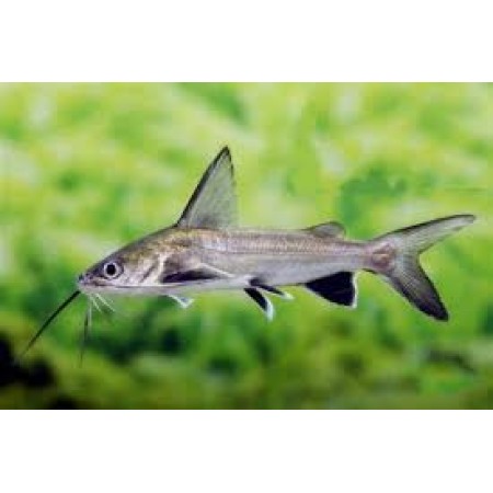 Columbian Shark