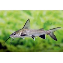 Columbian Shark