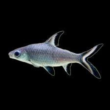 Silver Shark 2.5"
