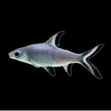 Silver Shark 2.5"