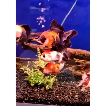 4" Tricolor Orandas