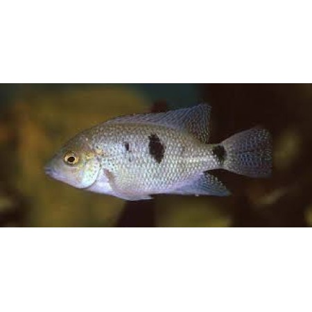 Regani Cichlid