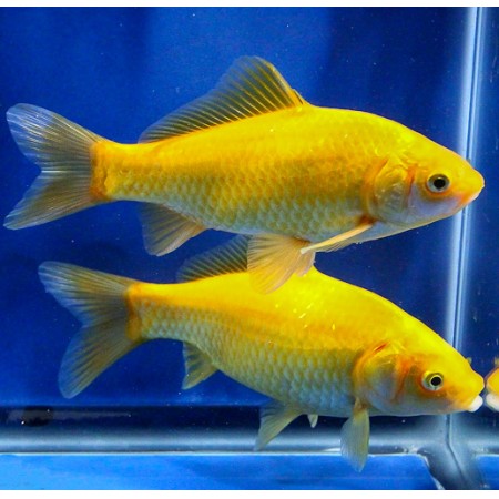 2-3"  Lemon/Canaries