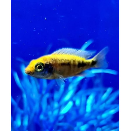 Haplochromis Sulphur head