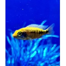 Haplochromis Sulphur head