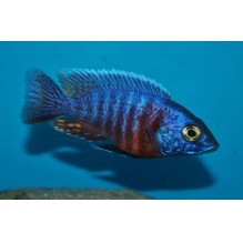 Aulonocara Blue Red Sided