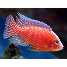 Aulonocara strawberry