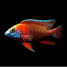 Aulonocara red