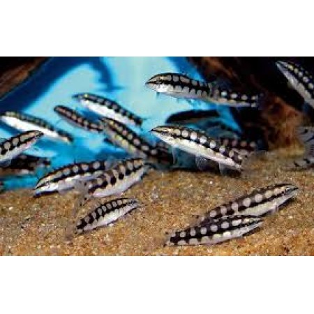 Chain Loach - Sidthimunki botia