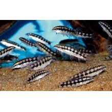 Chain Loach - Sidthimunki botia