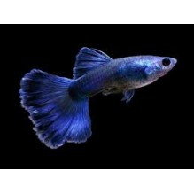 Guppy Male Blue Moscow (Poecilia Reticulata)