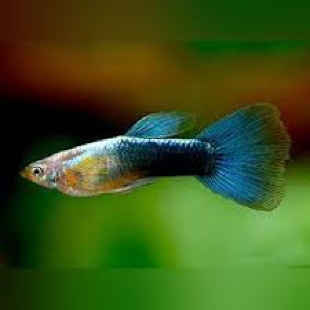 Guppy Male Metallic Blue