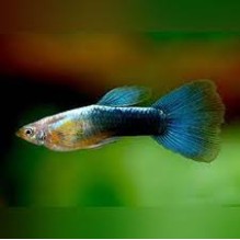 Guppy Male Metallic Blue