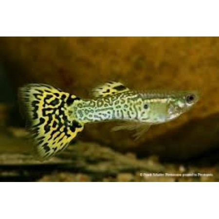 Guppy Male Cobra Green