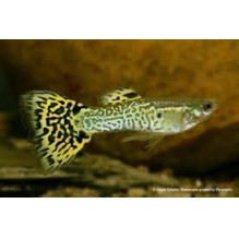 Guppy Male Cobra Green