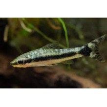 ottocinclus hoppei