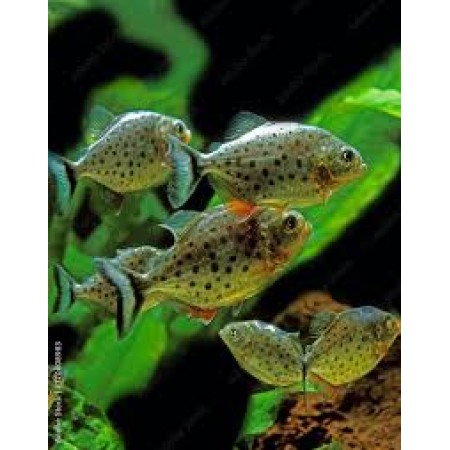 Red Belly piranha