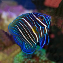 Blueface Juv - Pomacanthus Xanthometopon