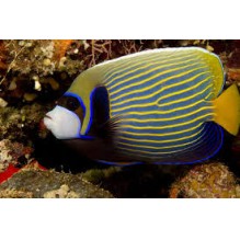 Emperor Adult Pomacanthus Imperator