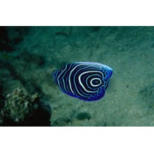 Emperor Juvenile - Pomacanthus Imperator