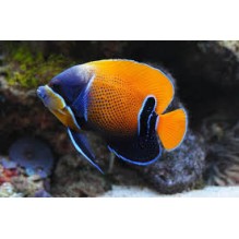 Majestic Adult - Paracanthus Navarchus