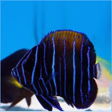 Majestic Juvenile Paracanthus Navarchus