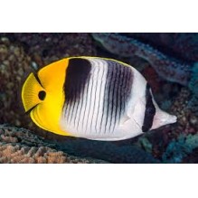 Chaetodon Ulietensis - Doublesaddle