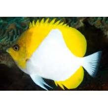 Hemitaurichthys Polyepis - Yellow Pyramid