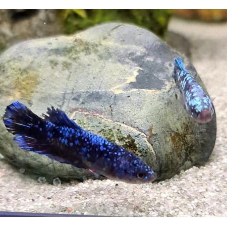Female Blue Avatar Betta