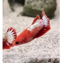 Female Red Cap Copper Betta