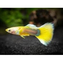 Guppy Male German Yellow