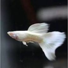 Male Moscow White Guppy