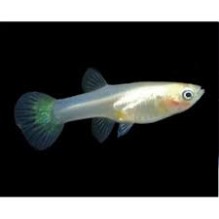 Female Moscow White Guppy