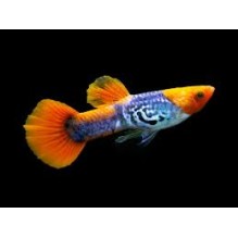Guppy Male Koi Cobra