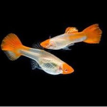 Guppy Female Koi Cobra
