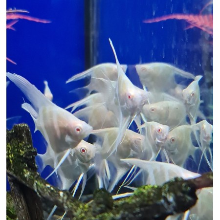 Angelfish Albino Dantum