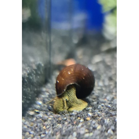Rabbit snail