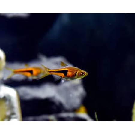 Rasbora Harlequin lambchop - Trigonostigma espei