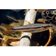 Rasbora porthole - Rasbora cephalotaenia