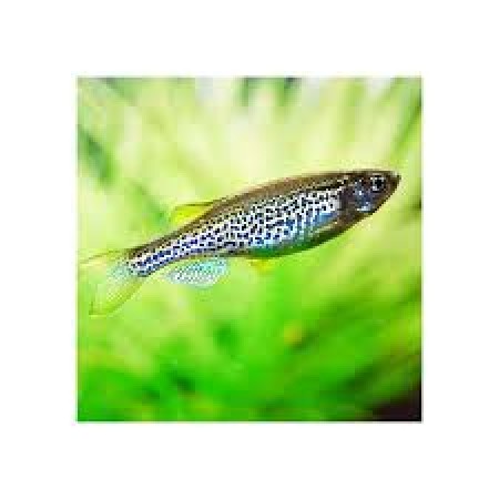 Danio Leopard
