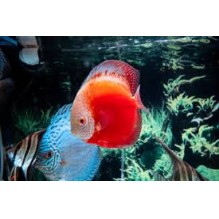 2.5 inch Red Marlboro