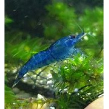 Shrimp Neocaridina davidi Cherry Blue