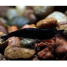 Shrimp Neocaridina davidi Cherry Black