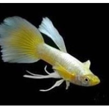 Guppy  Male Full Gold Ribbon