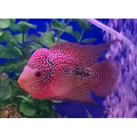 Flowerhorn 4" KING Kamfa F3