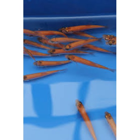 2-3" Gold Orfe