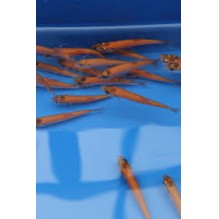 2-3" Gold Orfe