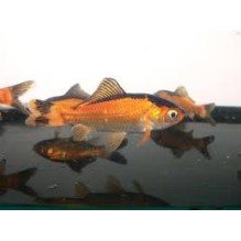 2-3" Red/Black Comets