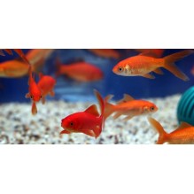2-3" Goldfish
