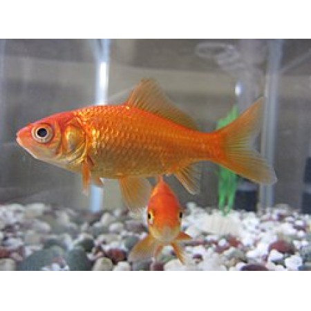 3-4" Goldfish